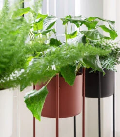 ENT Plantenstaander Medium Rood 9 ENT Plantenstaander Medium Rood -INNO WINKEL 3d9a98ecc42344e8b8b6d079f5e2e1f1