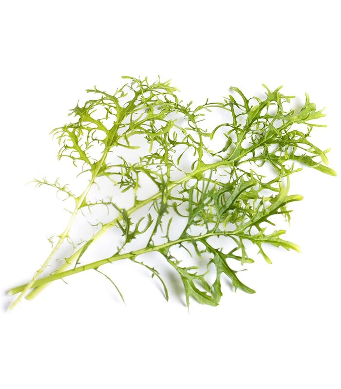 Lingot® Groene Mosterd BIO - Voor Véritable® Moestuinen 4 Lingot® Groene Mosterd BIO - Voor Véritable® Moestuinen - Afbeelding 2