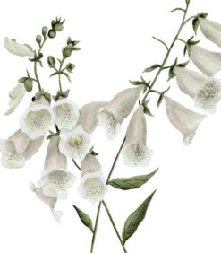 WELLINGTON Set Van 2 Kinderposters - Bloemen Botanicals -INNO WINKEL fa9ff4c414ce4ec2a1bff8e73a5d4f1b